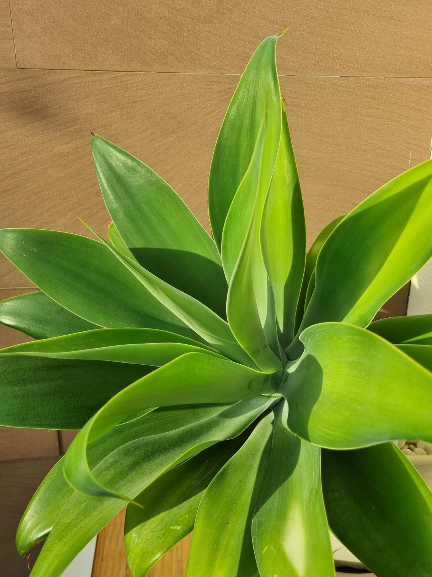 Adosadito Playa 奥利瓦 外观 照片